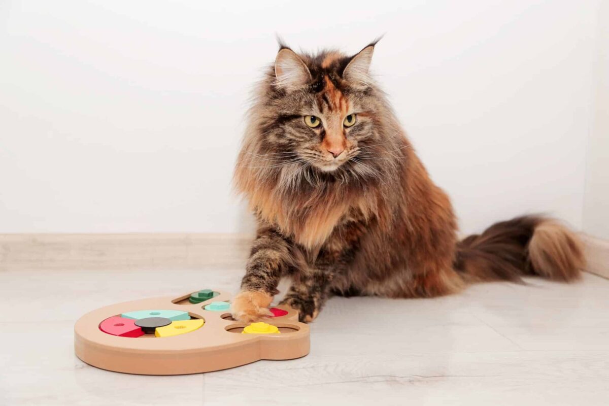 A Maine Coon Cat batting a large feather toy while standing beside a cat tree.