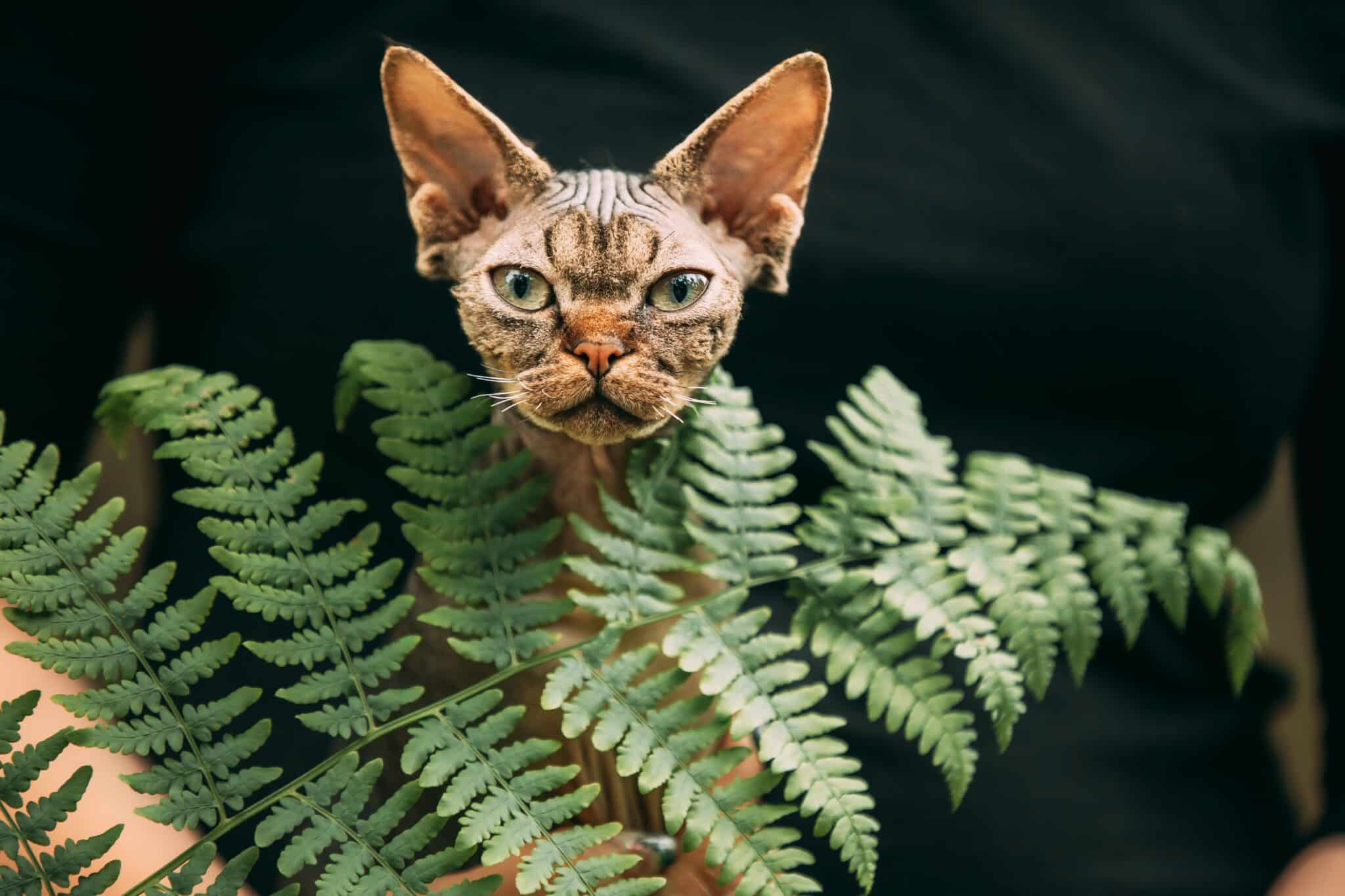 A Devon Rex Cat peering from behind a curtain while preparing to pounce on a toy.