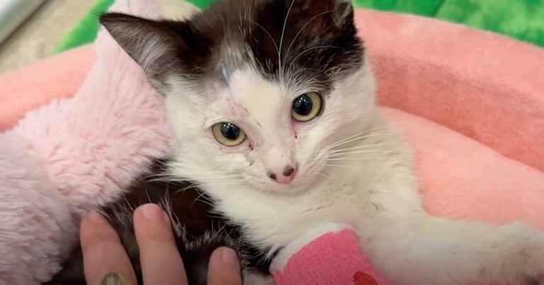 Piglet the kitten finding safety after shelter evacuation.