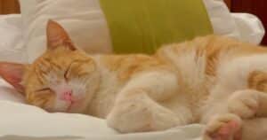 cat sleeping