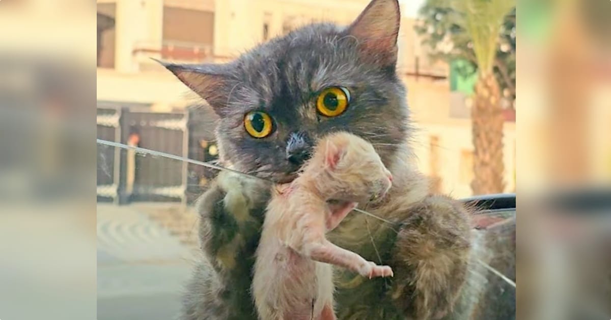 Stray Cat Stood At Man’s Window With Kitten In Her Mouth