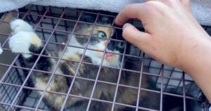 Fearful Kitten in the Towing Lot