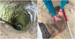 Trapped cat rescue