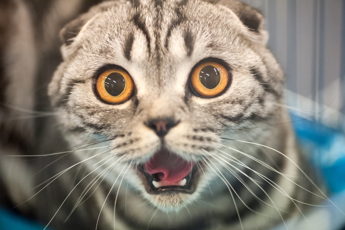 13 Signs Your Cat Has a Deep Sense of Humor