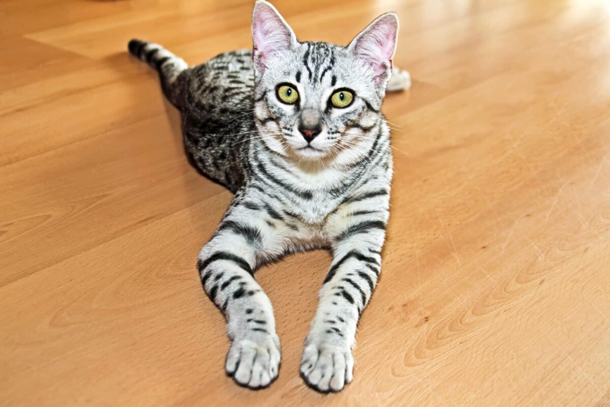 An Egyptian Mau Cat standing alertly with bright eyes and a focused, expressive face.