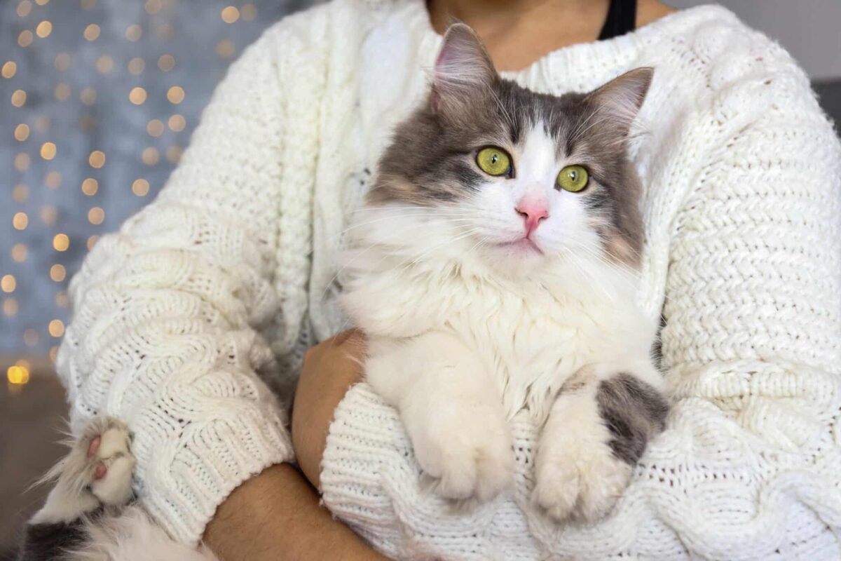 A large Ragamuffin Cat resting with a plush coat and a calm, affectionate expression.