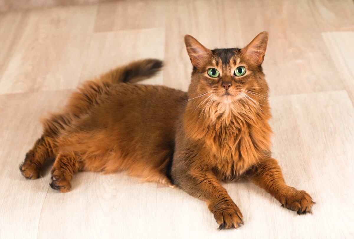 A fluffy Somali Cat climbing onto a perch with bright eyes and an inquisitive expression.