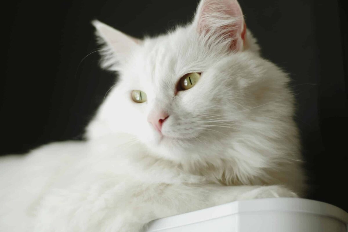 A Turkish Angora Cat watching attentively with an intelligent and inquisitive expression.