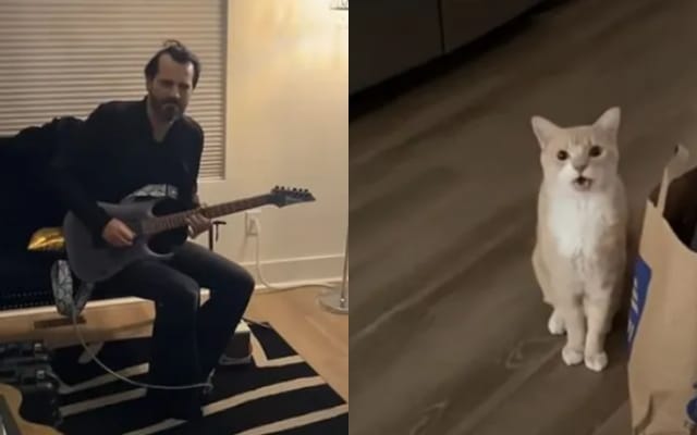 Cat Jam Session