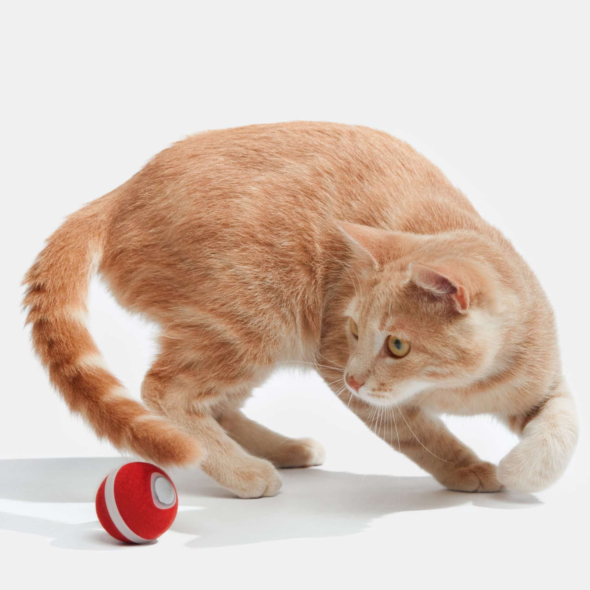 Wicked Ball M3 Smart Interactive Cat Toy