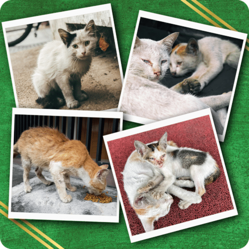 Op Lucky Paws Cats Op Lucky Paws Cats