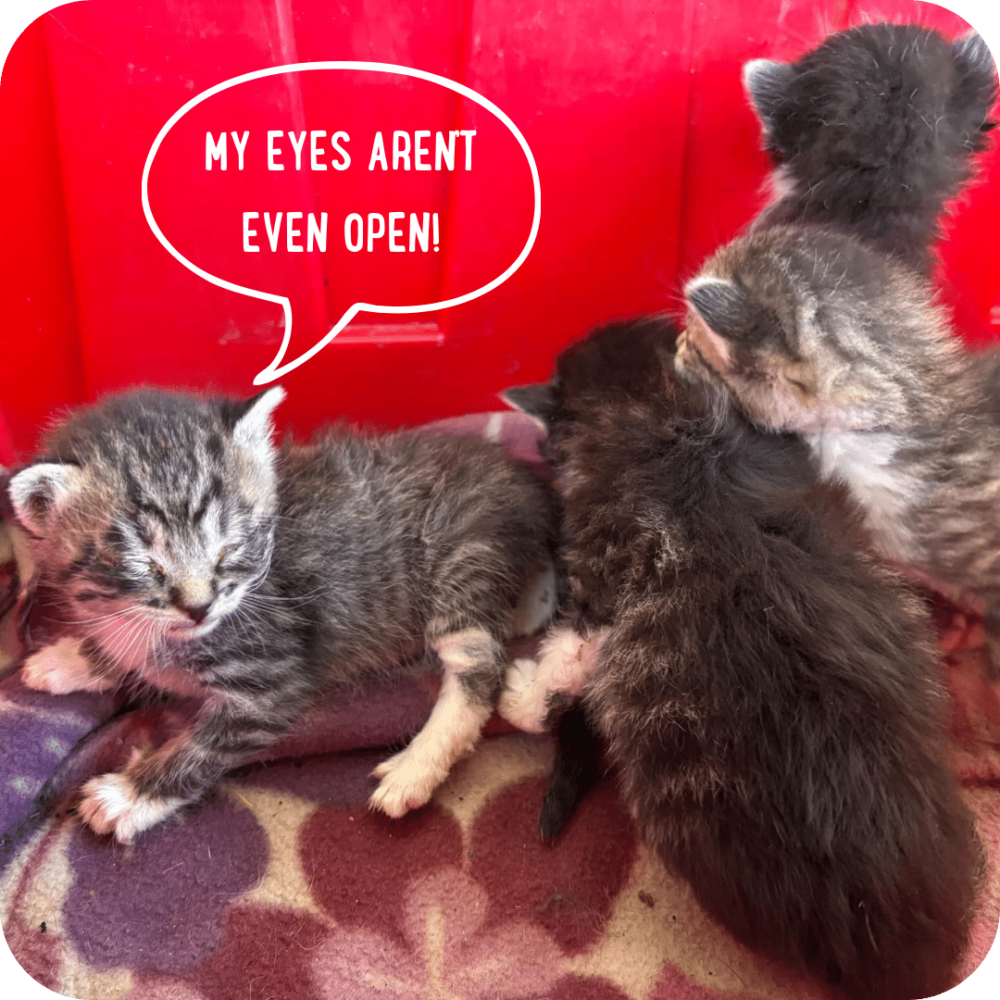 Purrfect Start Speech 3