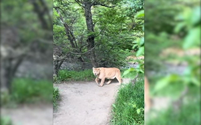 Mountain lion encounter on hiking trail