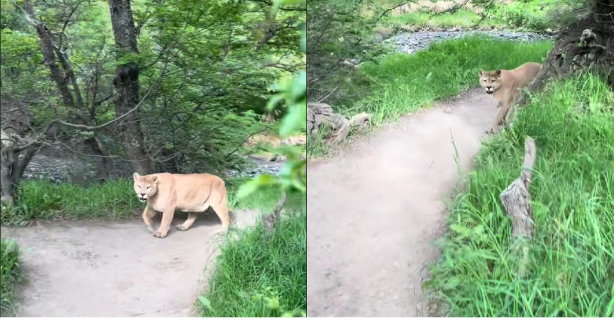 Mountain lion walking past hiker