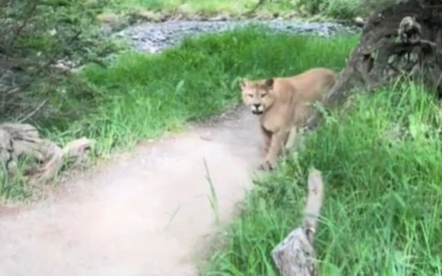 Close view of mountain lion in Patagonia