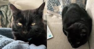 Black cat sneaks in for cuddles