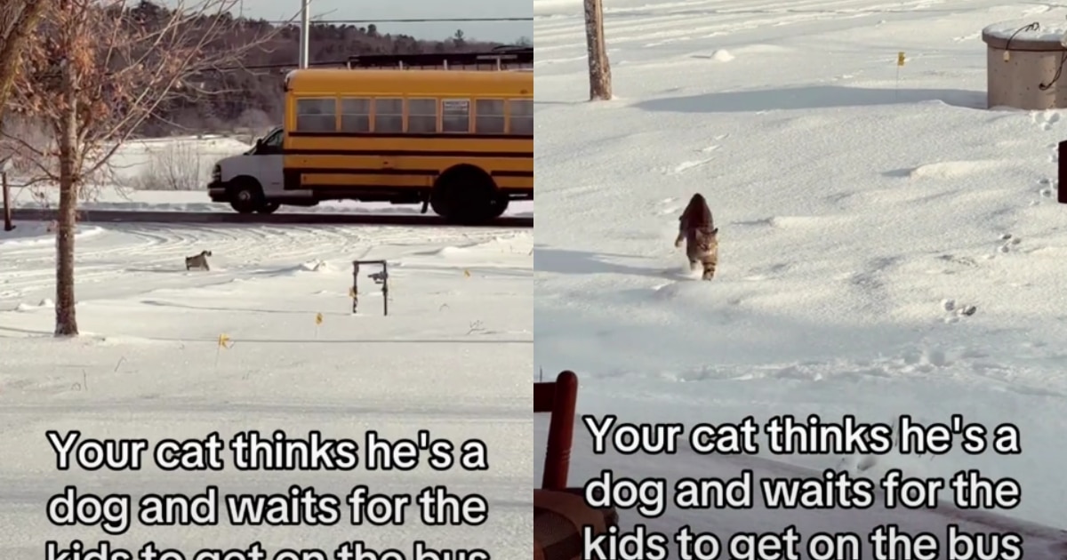 Cat Acts Like a Dog and Waits for the Kids’ Bus Every Morning