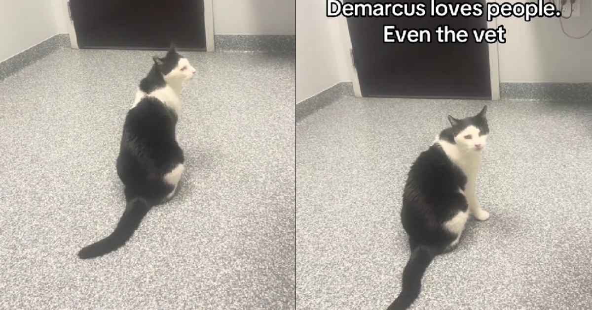 Most Pets Dread the Vet, But Demarcus the Cat Can’t Get Enough!