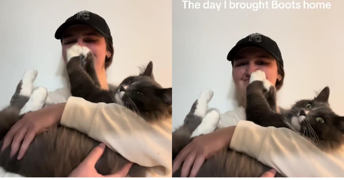 Mr. Boots’ Adorable Reaction to His First Day in His New Home