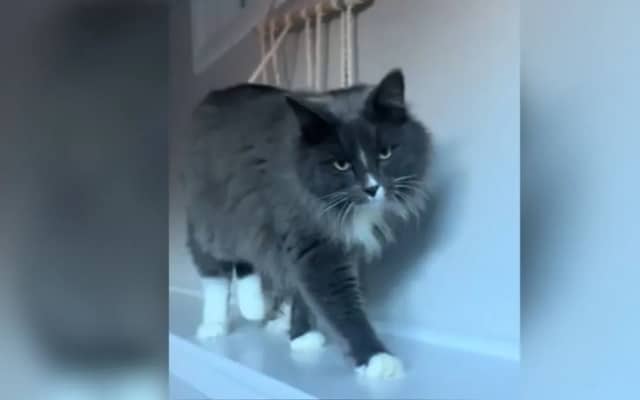 Mr. Boots arriving home with owner