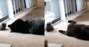 Cat meets new sister