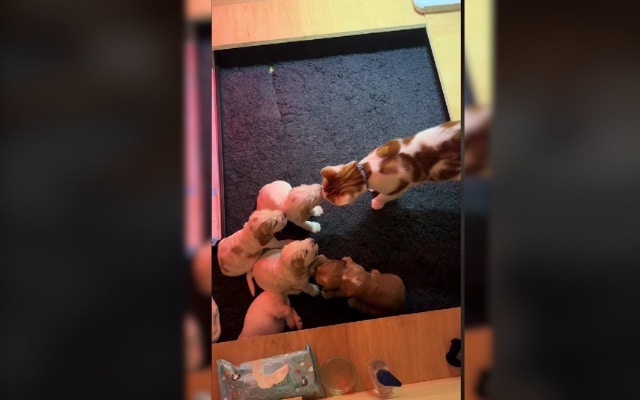 Maple and Marmalade raising puppies together