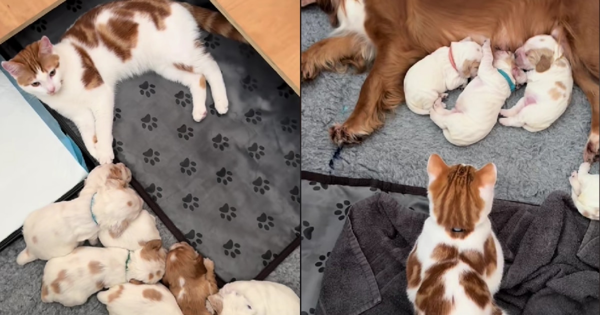 Grumpy Cat Melts Over Adorable Foster Kitten