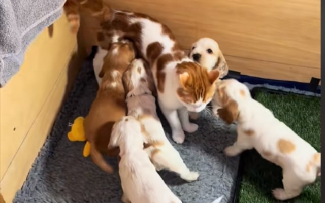 Marmalade grooming pups
