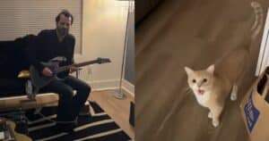 Cat singing guitar
