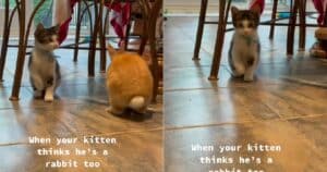 Kitten with bunny mimicking hops