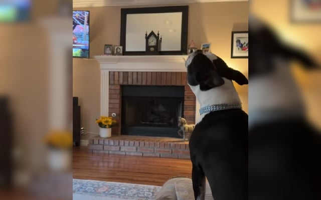 Dog staring toward fireplace
