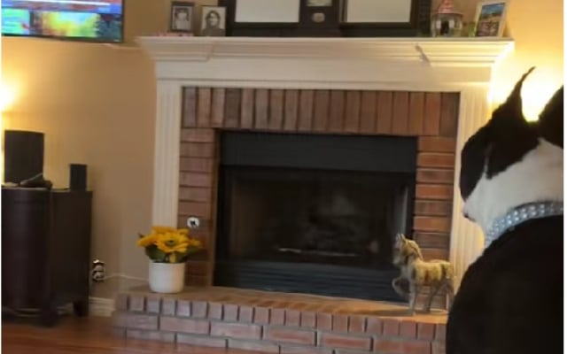 Dogs staring at fireplace while bird taps inside