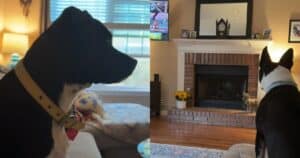 Dogs reacting to strange chimney sound