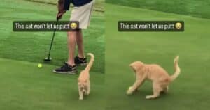 Kitten on golf course