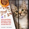 "I Wish the Rainbow Bridge Had Visiting Hours" - Limited Edition Memorial Bracelet: Feeds 22 Shelter Cats In Honor Of Your Beloved Cat❤️ - Image 8