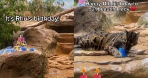 Clouded leopard smiling on birthday