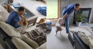 Happy pitbull and cat reunion