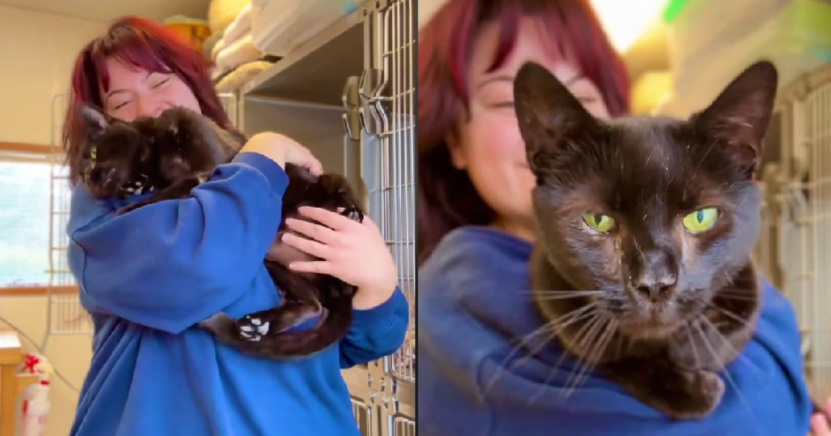 Meet Ravi, the Cat Given Up for Being “Too Loving”