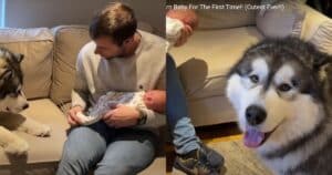 Husky Meets Newborn Baby Brother
