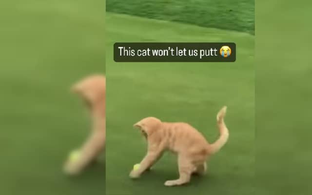 Cat interrupting golf shot