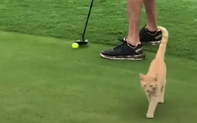 Cat chasing golf ball