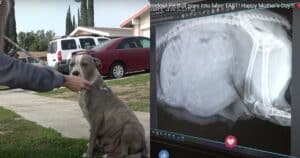 Pregnant pitbull rescued