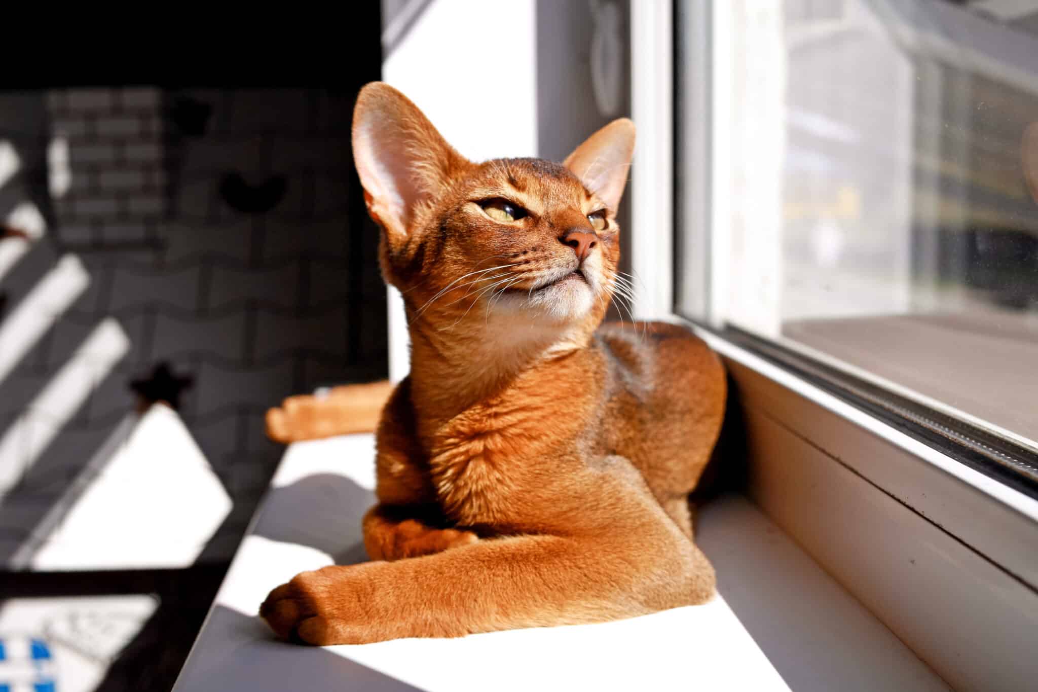 An orange cat stretching out on a sunlit wooden floor.