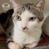 Name A Cat - Karlee's Angels Pet Rescue Care Package-  Includes: Mouse Toy, 4 Scoops of Bone Broth, Roll'n Mouse Chaser Toy, 4 Scoops of Lysine and 4 Meals For Cats In Need for $15.00 ** - Image 2