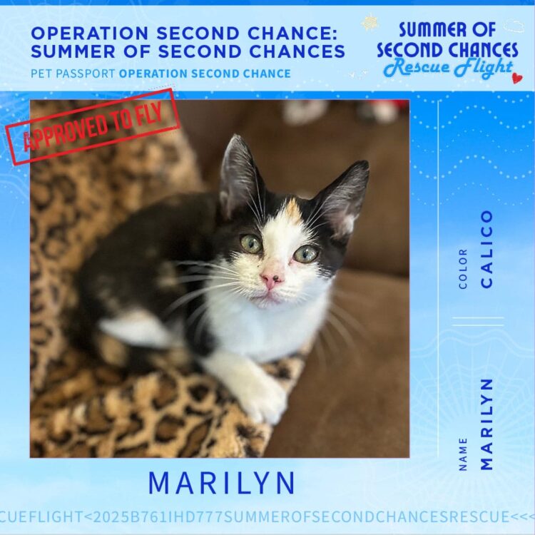 25-06_PetPassports Dogs and CatsPetPassport-Marilyn
