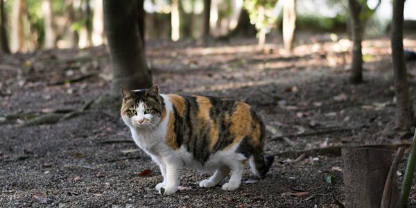 Her Life and Her Kittens’ Lives Were Thrown Away
