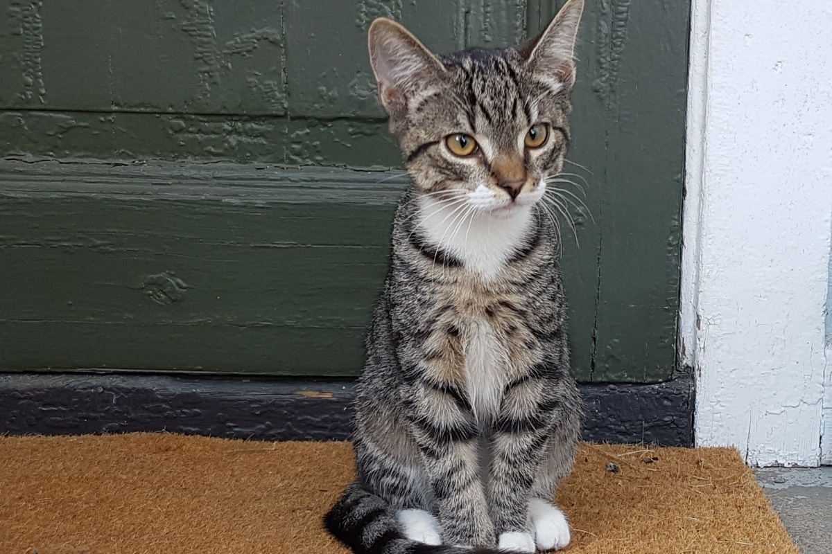 11 Signs Your Cat Think Doors Are Just Suggestions