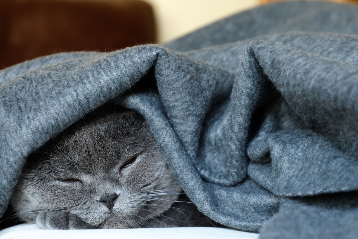 11 Signs Your Cat Take Napping to an Olympic Level