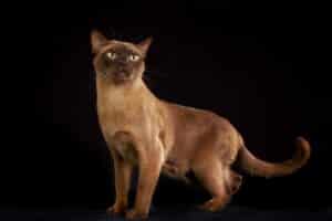 PetWireDaily — 11 Cat Breeds Most Likely to Have the Last Word