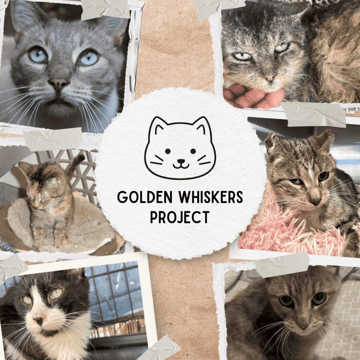 The ​​Golden Whiskers Project Donation – Help Save a Senior Cat